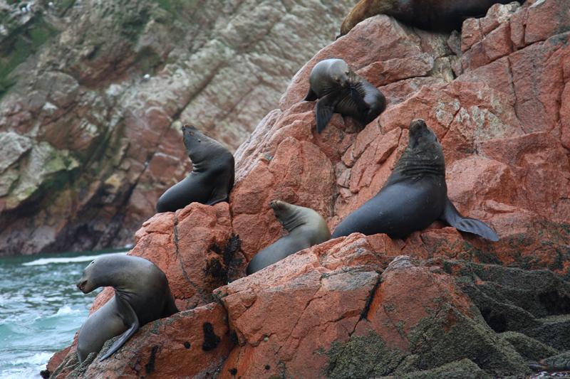 1219-Isole Ballestas,19 luglio 2013.JPG